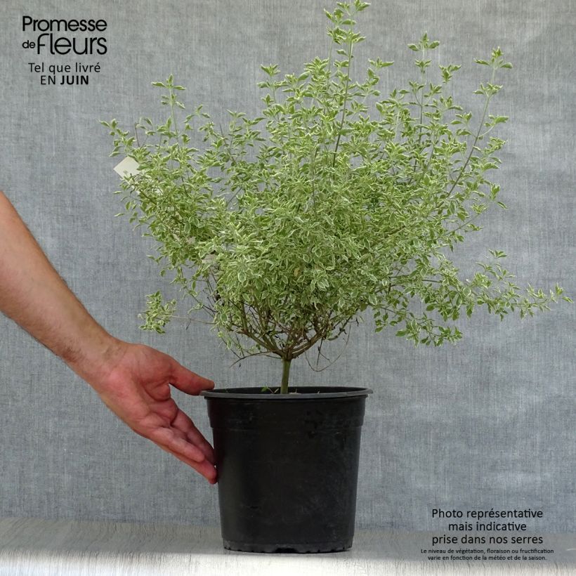 Esemplare di Prostanthera rotundifolia Variegata Vaso da 4L/5L consegnato in estate