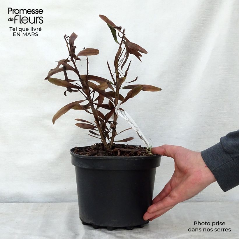 Protea Clark's Red - Protée hybride Pot de 4L/5L esemplare consegnato in primavera