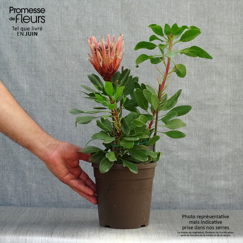 Esemplare di Protea cynaroides Little Prince - Protea Re Vaso da 2L/3L consegnato in estate
