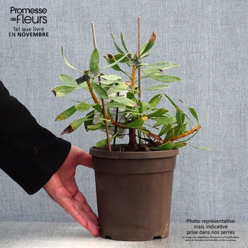 Esemplare di Protea cynaroides White Crown - Protea Re Vaso da 2L/3L come consegnato in autunno