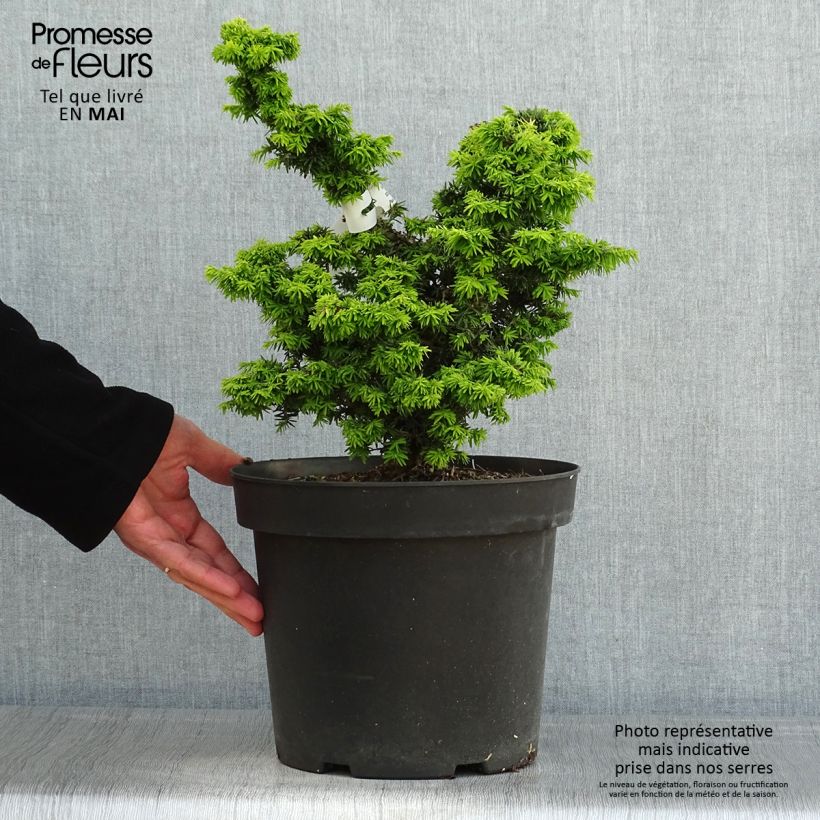 Tsuga canadensis Jervis Vaso da 7,5L/10LAltezza consegnata circa 30/40cm esemplare consegnato in primavera