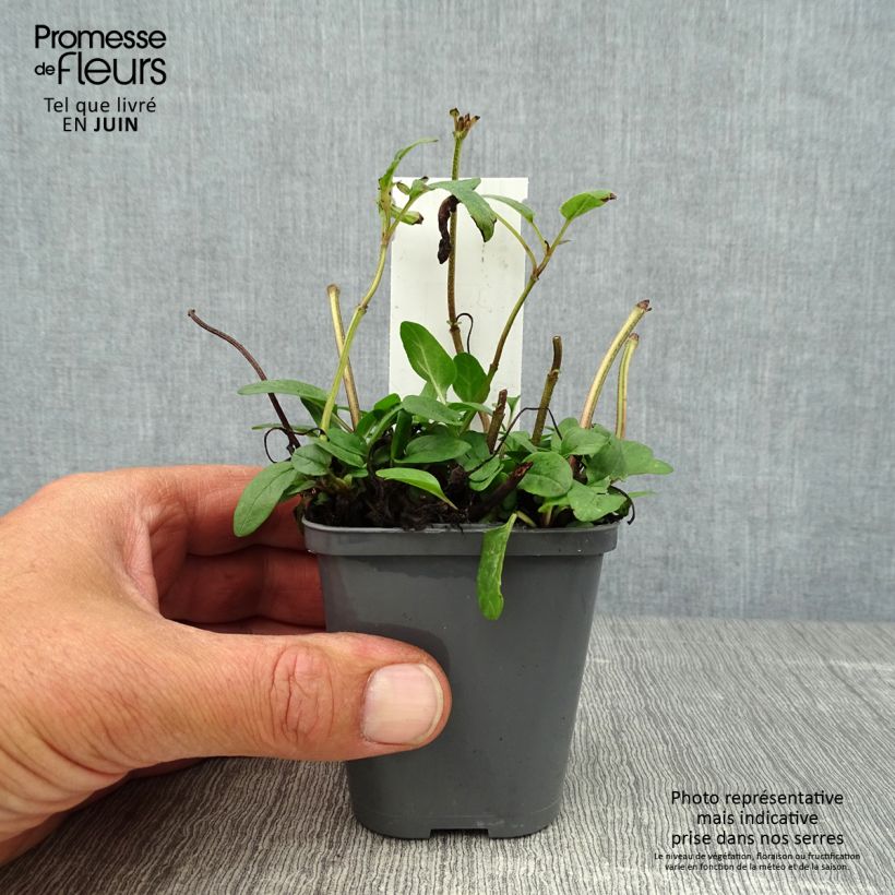 Esemplare di Prunella grandiflora Bella Deep Rose Vasetto da 7/8 cm consegnato in estate
