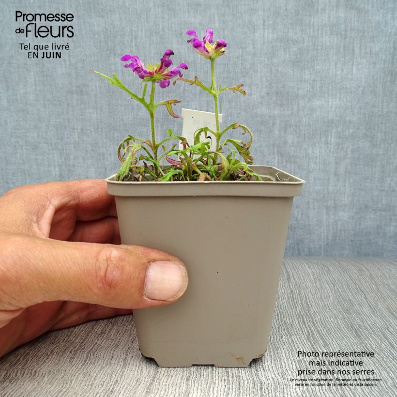 Esemplare di Prunella grandiflora Pink Loveliness Vasetto da 8/9 cm consegnato in estate