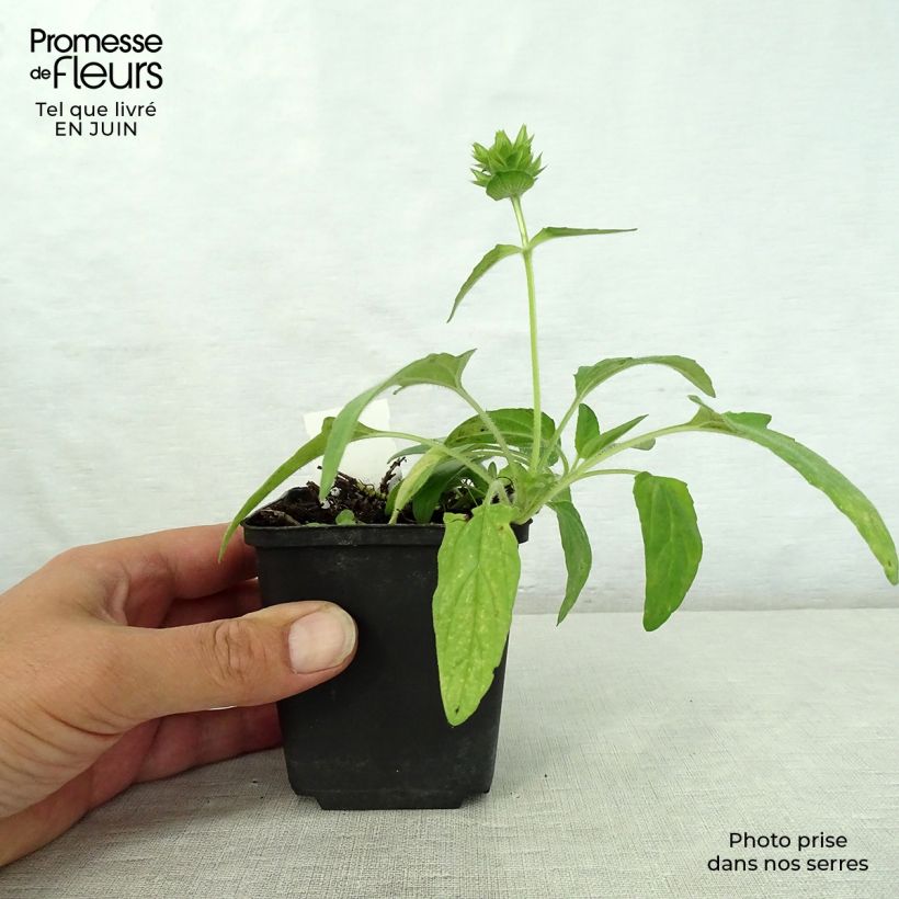 Esemplare di Prunella grandiflora White Loveliness Vasetto da 8/9 cm consegnato in estate