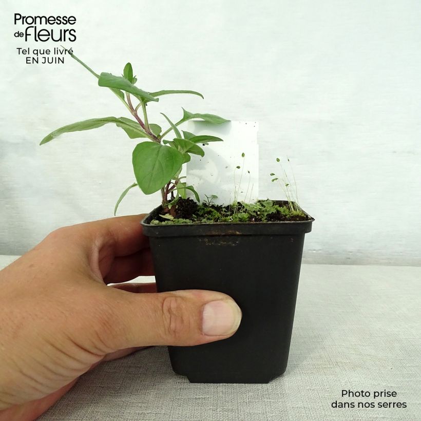 Esemplare di Prunella webbiana Rosea Vasetto da 8/9 cm consegnato in estate