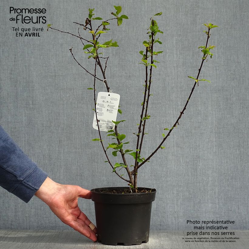 Prunus spinosa - Prugnolo selvatico Vaso da 3L/4LAltezza consegnata circa 60/90cm esemplare consegnato in primavera