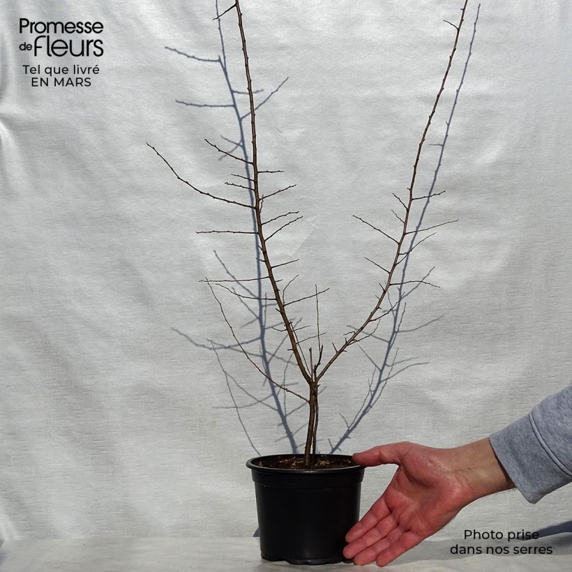 Prunus spinosa - Prugnolo selvatico Vaso da 2L/3LAltezza consegnata circa 40/60cm esemplare consegnato in primavera