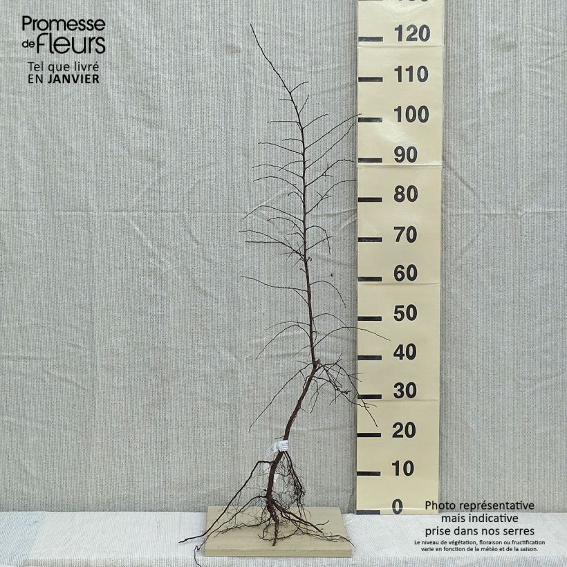 Prunus spinosa - Prugnolo selvatico Piante piccole a radice nudaAltezza consegnata circa 80/120cm esemplare consegnato in inverno