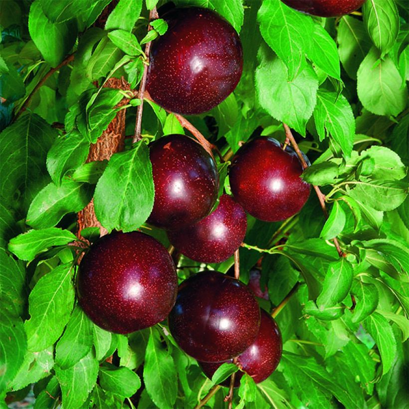 Susino cino-giapponese Crimson Glo Bio (Raccolta)