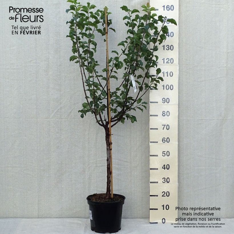 Esemplare di Prugna Mr. Hâtif Vaso da 7,5L/10L, Vasetto come consegnato in autunno