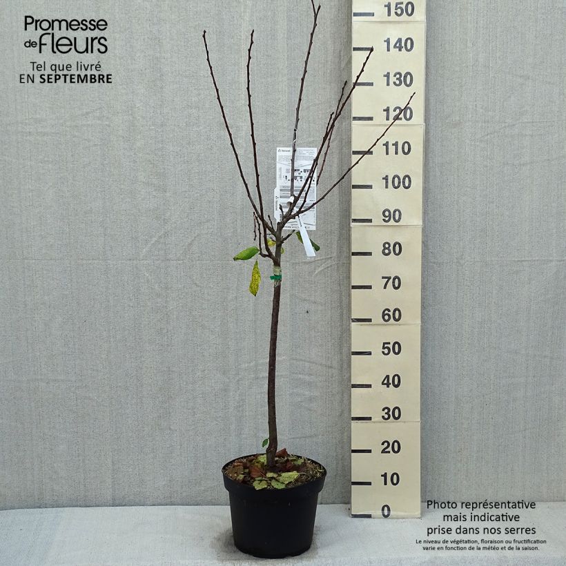 Esemplare di Prugna Prune d'Ente Vaso da 7,5L/10L, Vasetto come consegnato in autunno