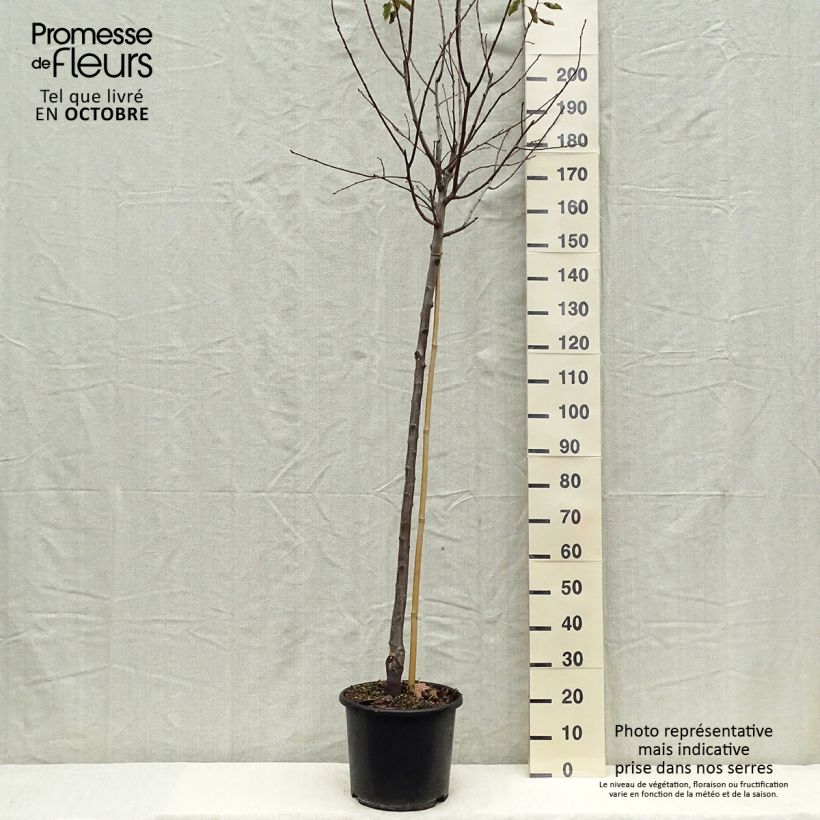 Esemplare di Prugna Prune d'Ente Vaso da 12L/15L, Vaso impalcato medio come consegnato in autunno