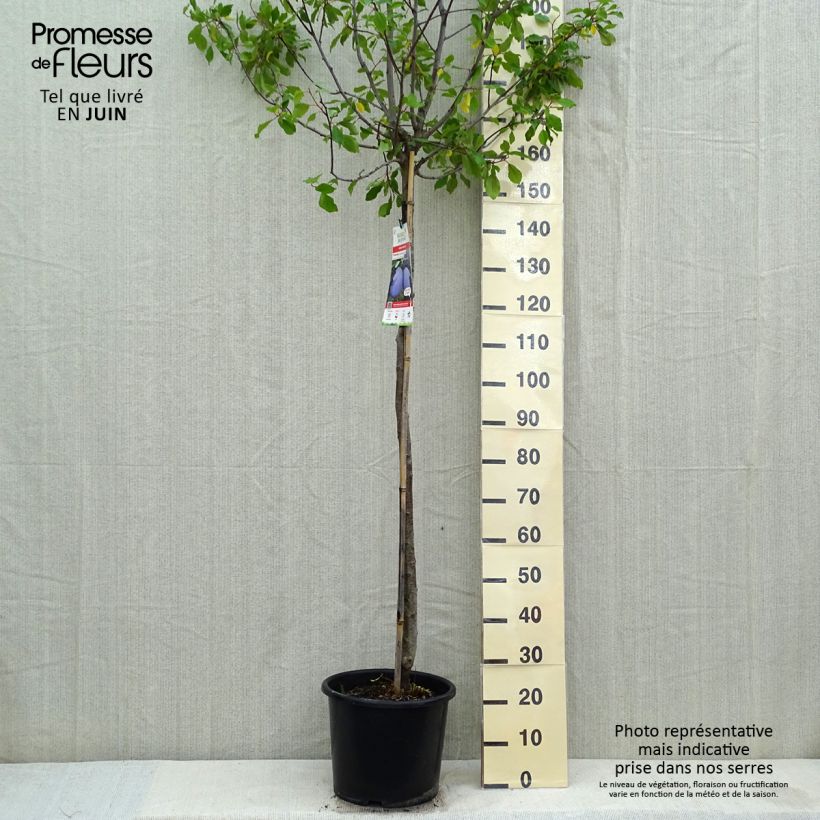 Prugna Prune d'Ente Vaso da 12L/15L, Vaso impalcato medio esemplare consegnato in primavera