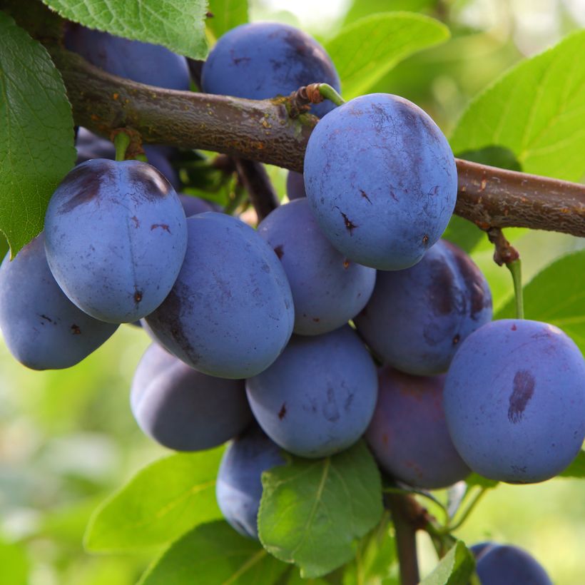 Prugna Mirablue (Raccolta)