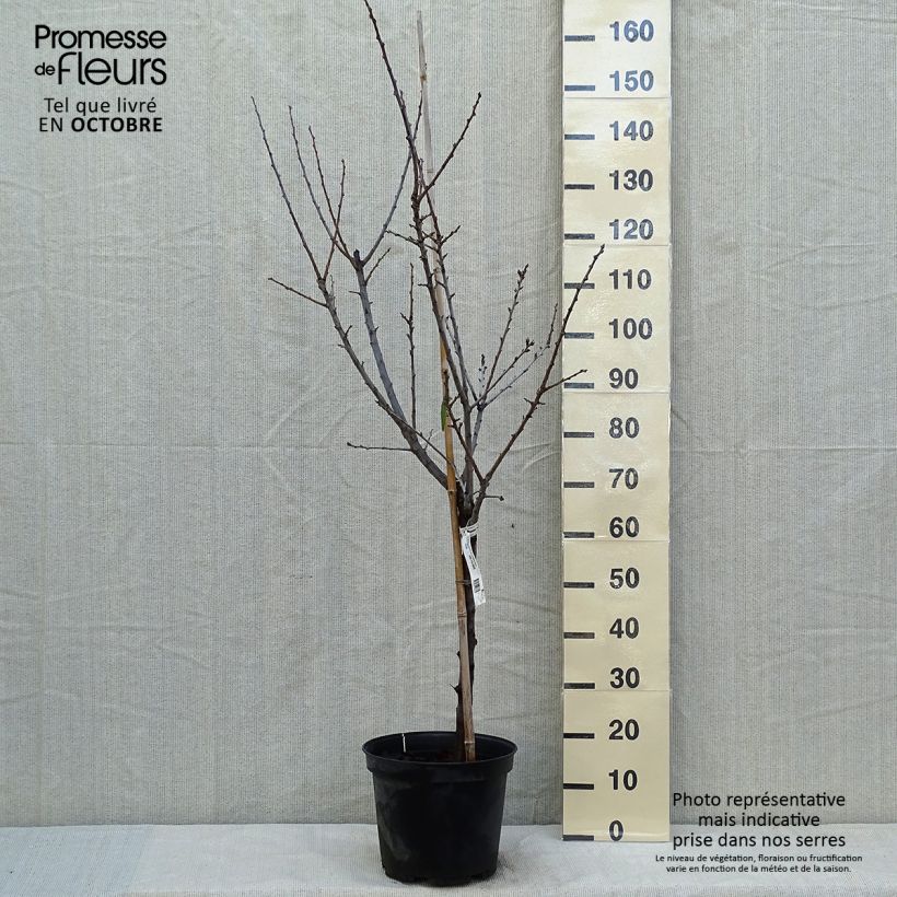 Esemplare di Prugna Regina Claudia de Chambourcy Bio Vaso da 7,5L/10L, Vasetto come consegnato in autunno