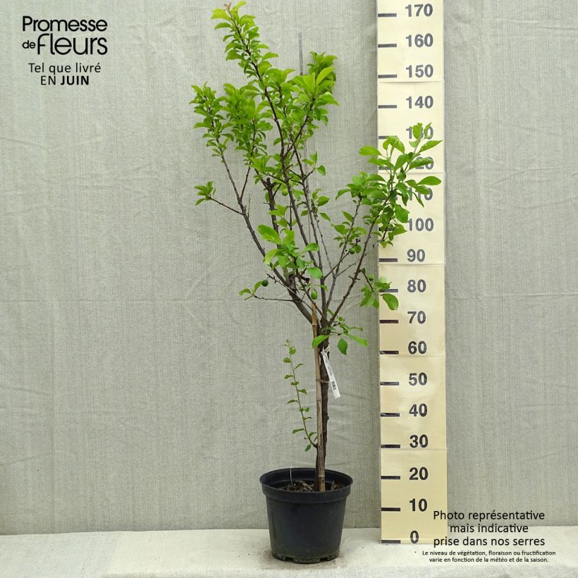 Prugna Regina Claudia de Chambourcy Bio Vaso da 7,5L/10L, Vasetto esemplare consegnato in primavera