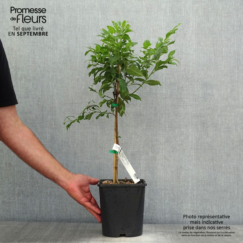 Esemplare di Prugna Fruit Me Plum Me Vaso da 4L/5L, Nano come consegnato in autunno