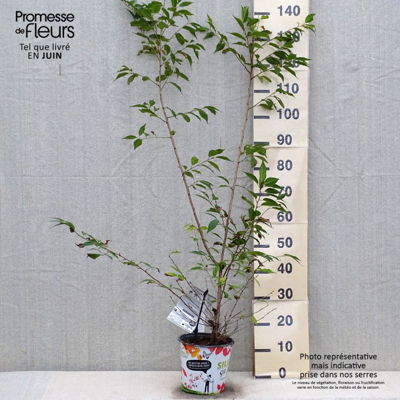 Esemplare di Prunus Okame - Ciliegio da fiore Vaso da 4L/5L consegnato in estate