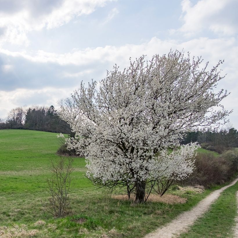 Prunus The Bride - Ciliegio da fiore (Porto)