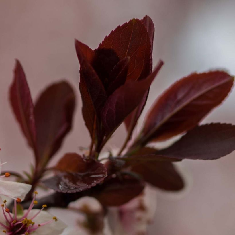 Prunus cistena - Ciliegio da fiore (Fogliame)