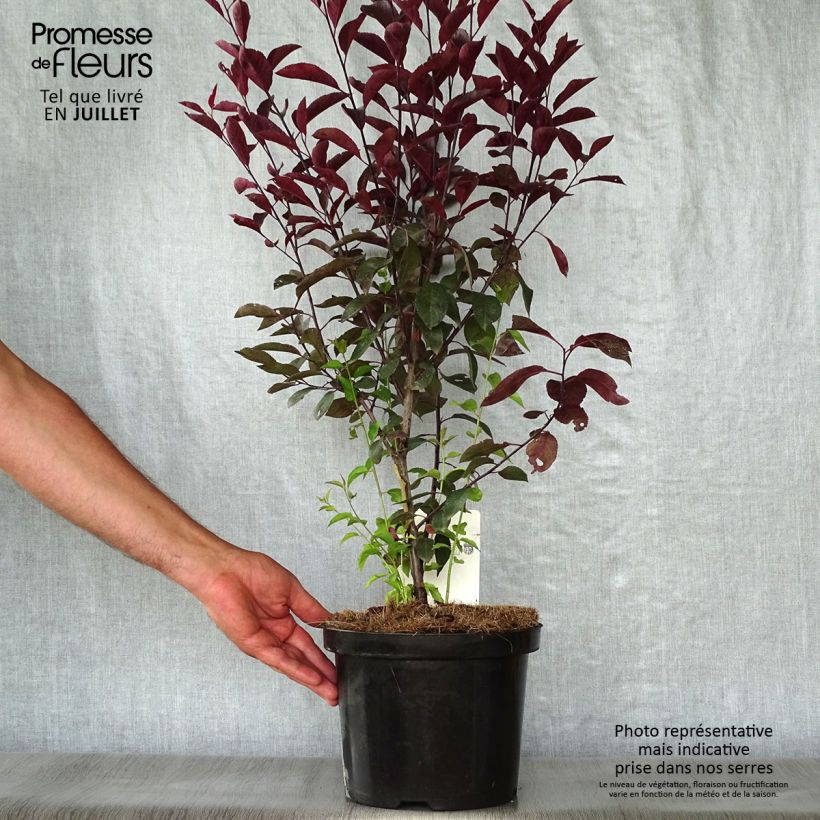 Esemplare di Prunus cistena - Ciliegio da fiore Vaso da 4L/5L consegnato in estate