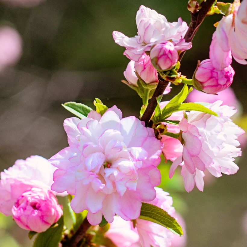 Prunus glandulosa Sinensis - Ciliegio da fiore (Fioritura)