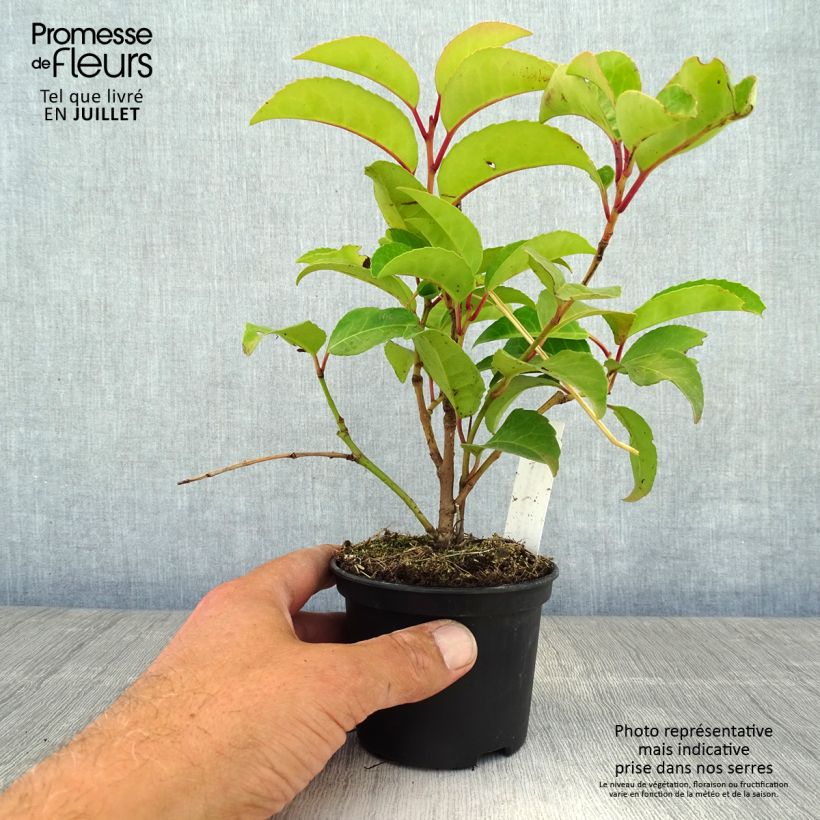Esemplare di Prunus lusitanica subsp. azorica Tico - Lauro del Portogallo Vasetto da 8/9 cm consegnato in estate