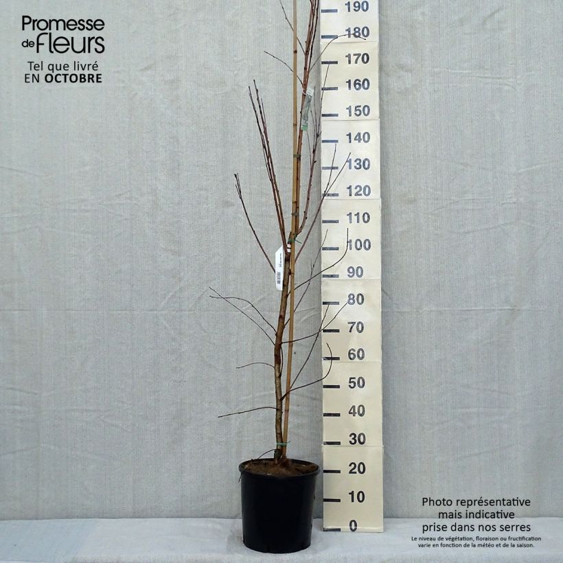 Esemplare di Prunus maackii Amber Beauty Vaso da 12L/15L come consegnato in autunno