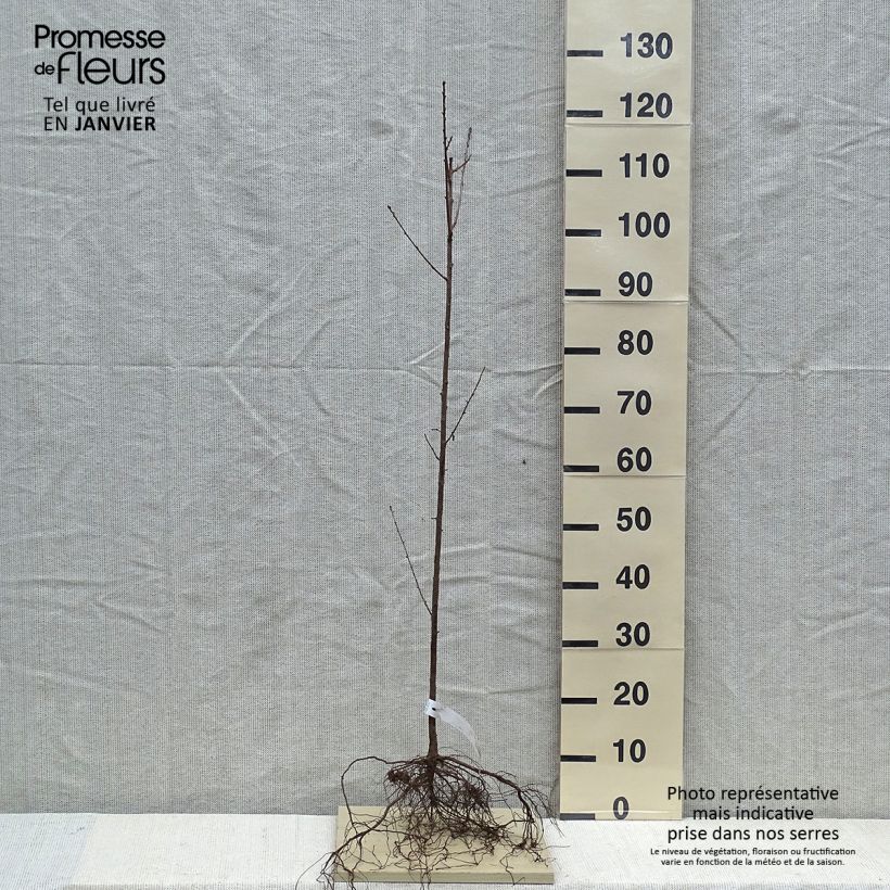 Prunus mahaleb - Ciliegio canino Piante piccole a radice nuda esemplare consegnato in inverno