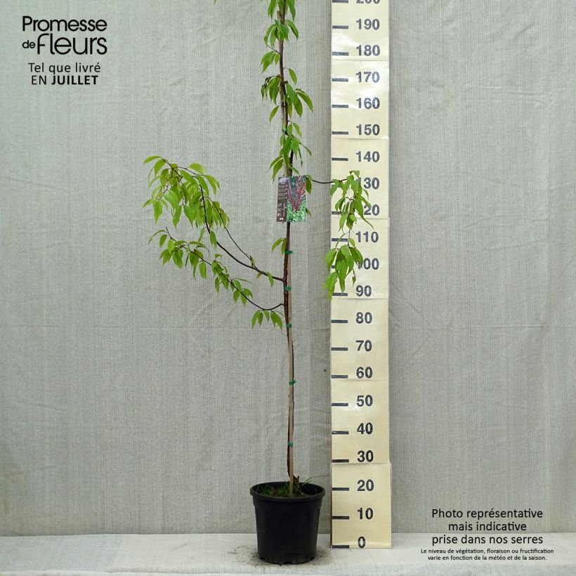 Esemplare di Prunus serrula Amber Scots - Ciliegio da fiore Vaso da 7,5L/10L consegnato in estate