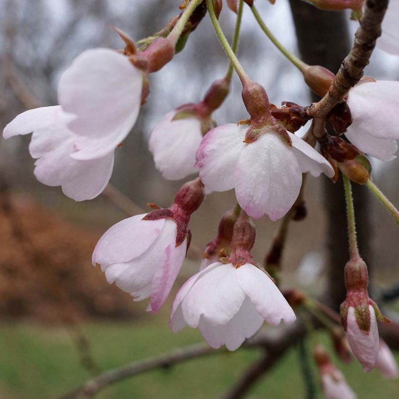 Prunus yedoensis Shidare Yoshino - Ciliegio da fiore (Fioritura)