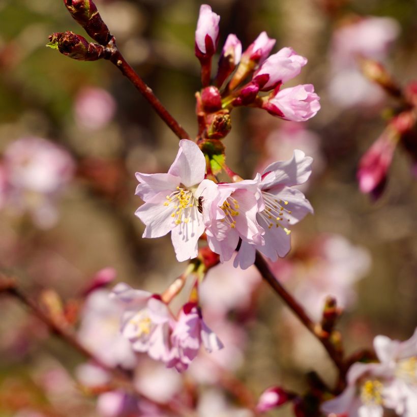 Prunus nipponica var. kurilensis Ruby - Ciliegio da fiore (Fioritura)