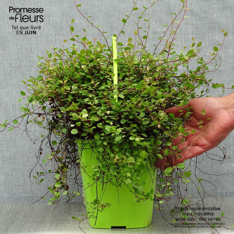 Esemplare di Pseudanthus tasmanicus Radiance - Ciliegio da fiore Vaso da 4L/5L consegnato in estate