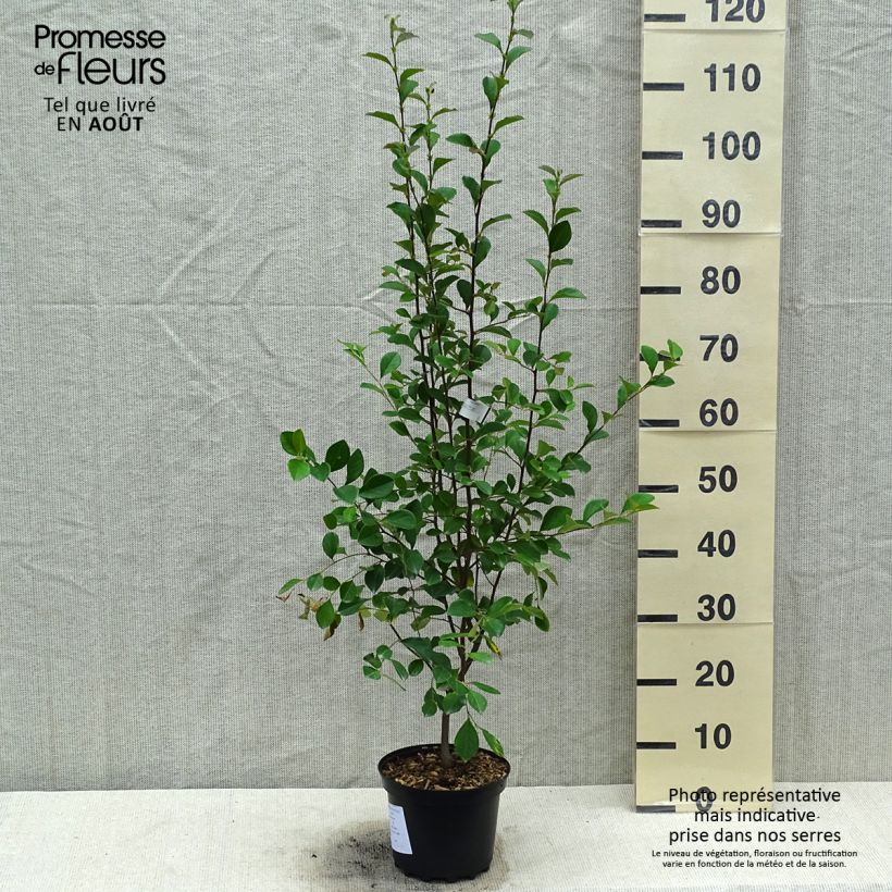 Esemplare di Pseudocydonia sinensis - Cotogno cinese Vaso da 3L/4L consegnato in estate
