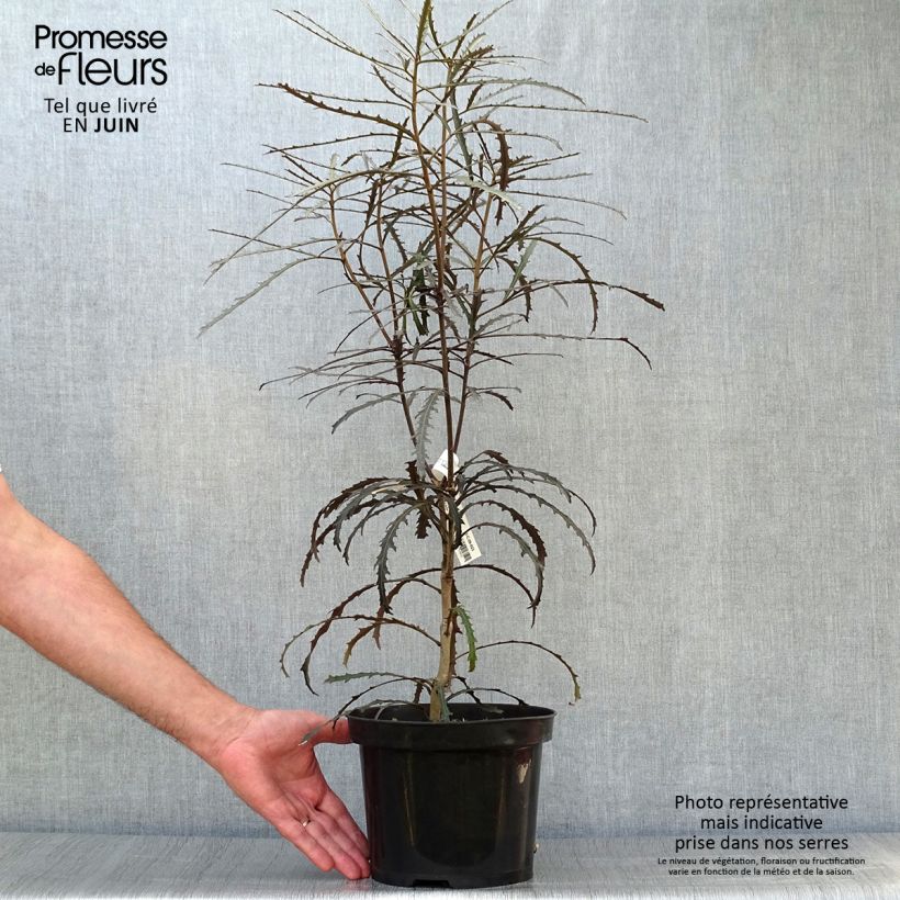 Esemplare di Pseudopanax Bronze Eagle Vaso da 3L/4L consegnato in estate
