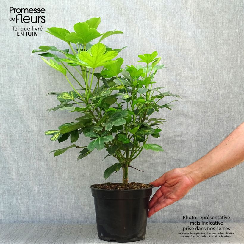 Esemplare di Pseudopanax Gecko Gold Vaso da 3L/4L consegnato in estate