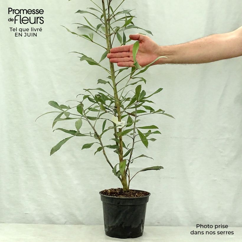 Esemplare di Pseudopanax Dark Star Vaso da 2L/3L consegnato in estate