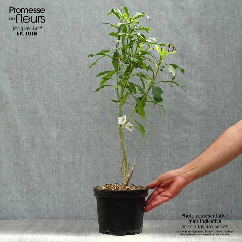 Esemplare di Pseudopanax Goldfinger Vaso da 3L/4L consegnato in estate