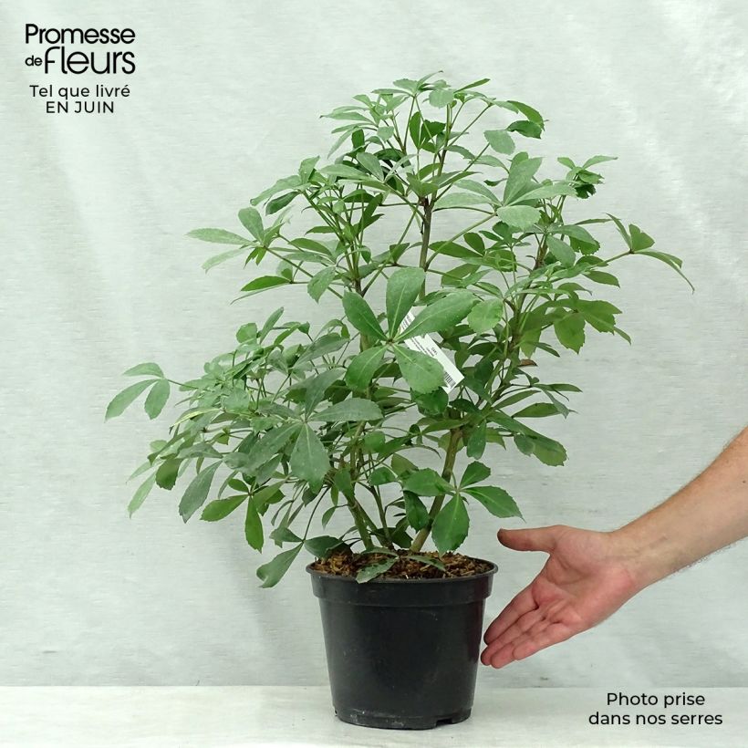 Esemplare di Pseudopanax Goldsplash Vaso da 3L/4L consegnato in estate