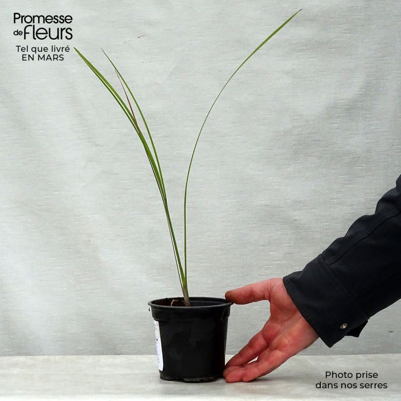 Pseudophoenix sargentii Vaso da Ø 12 cm / 13 cm esemplare consegnato in primavera