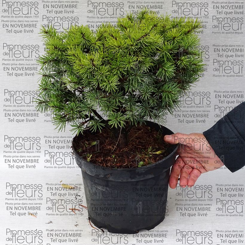 Esempio di esemplare Pseudotsuga menziesii Bhiela Lhota - Abete di Douglas Vaso da 4L/5LAltezza consegnata circa 20/25cm come consegnato