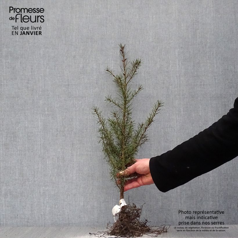 Pseudotsuga menziesii - Abete di Douglas Piante piccole a radice nudaAltezza consegnata circa 30/50cm esemplare consegnato in inverno