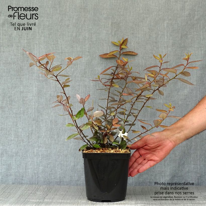 Esemplare di Pseudowintera colorata Vaso da 2L/3L consegnato in estate
