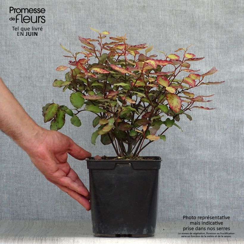 Esemplare di Pseudowintera colorata Red Leopard Vaso da 2L/3L consegnato in estate