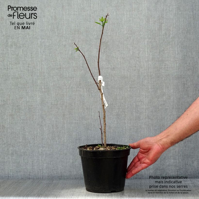 Ptelea trifoliata - Olmo di Samaria Vaso da 3L/4L esemplare consegnato in primavera