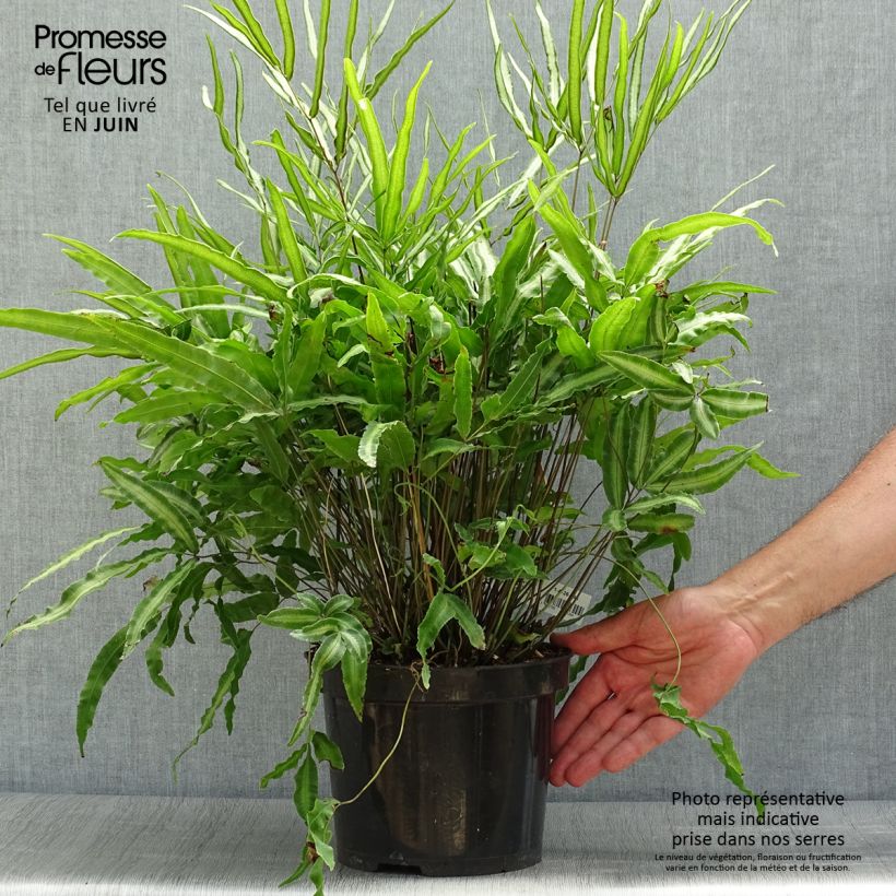 Esemplare di Pteris nipponica Vaso da 3L/4L consegnato in estate