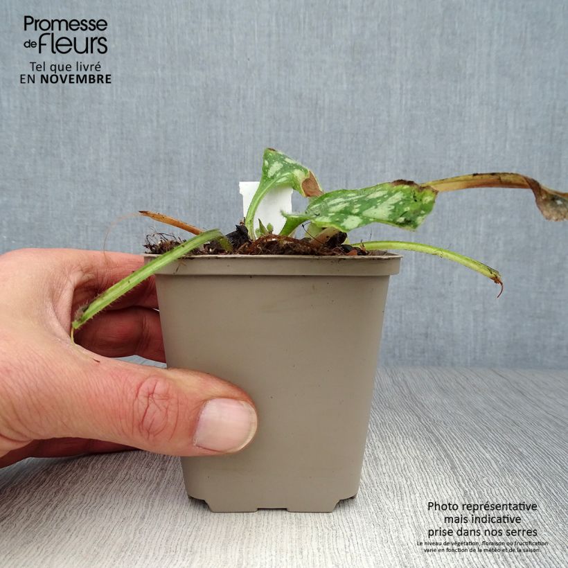 Esemplare di Pulmonaria Shrimps on the Barbie Vasetto da 8/9 cm come consegnato in autunno