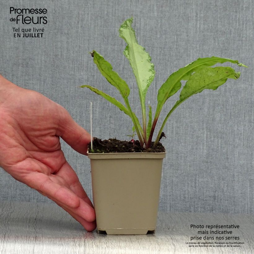 Esemplare di Pulmonaria saccharata Silver Bouquet - Polmonaria chiazzata Vasetto da 8/9 cm consegnato in estate