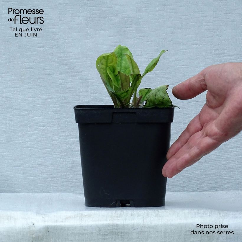 Esemplare di Pulmonaria Blue Ensign Vaso da 2L/3L consegnato in estate