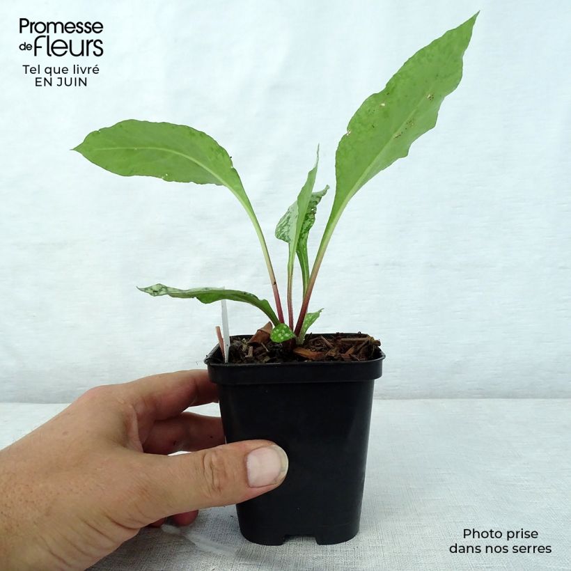 Esemplare di Pulmonaria Diane Clare Vasetto da 8/9 cm consegnato in estate